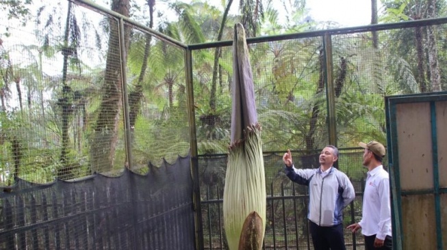 Bunga Bangkai Raksasa Tertinggi di Dunia Akan Mekar di Kebun Raya Cibodas, Ini Penampakannya