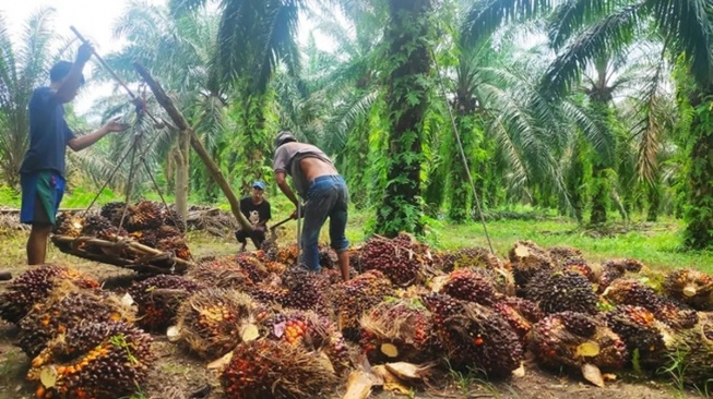 Harga Sawit di Kalbar Terus Meningkat: Tertinggi Mencapai Rp2.725,78 per Kg