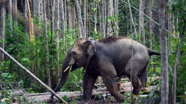 Misi Berhasil! Kawanan Gajah Liar "Bunga" Kembali ke Habitatnya di TNBBS Tanggamus