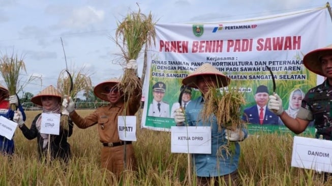 Bupati Kutim Ardiansyah Sulaiman bersama Forkopimda melakukan panen padi sawah di Kecamatan Sangatta Utara. [ANTARA]