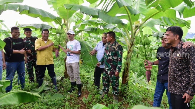 Alhamdulillah Berbuah! Ini Penampakan Pisang Cavendish di Kabupaten Bone dan Kabupaten Sidrap