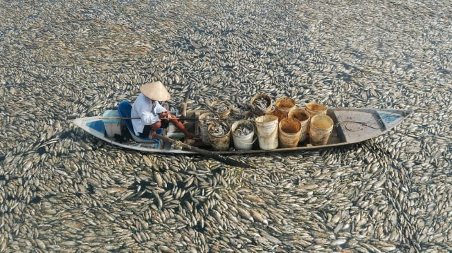 Gambar udara menunjukan seorang nelayan sedang mengumpulkan ikan mati dari waduk di provinsi Dong Nai, Vietnam, Selasa (30/4/2-24). [AFP] 