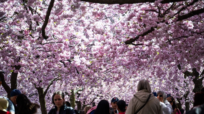 Orang-orang mengunjungi area pohon sakura di taman Kungstradgarden di Stockholm, Swedia, Rabu (1/5/2024). [Jonathan NACKSTRAND / AFP]