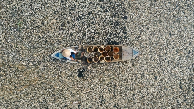 Gambar udara menunjukan seorang nelayan sedang mengumpulkan ikan mati dari waduk di provinsi Dong Nai, Vietnam, Selasa (30/4/2-24). [AFP] 