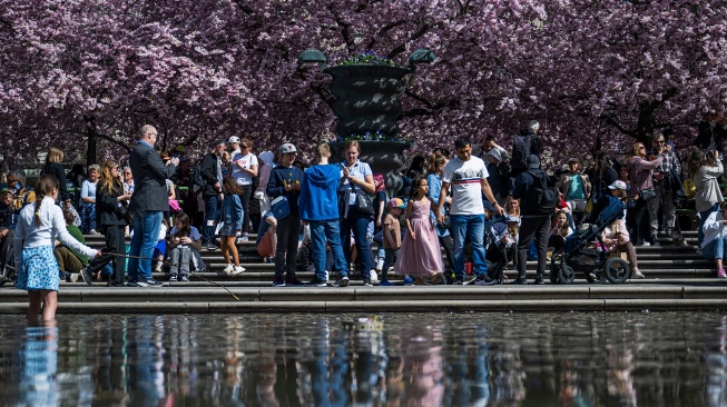 Orang-orang mengunjungi area pohon sakura di taman Kungstradgarden di Stockholm, Swedia, Rabu (1/5/2024). [Jonathan NACKSTRAND / AFP]