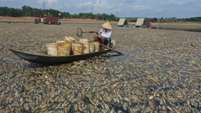 Seorang nelayan mengumpulkan ikan mati dari waduk di provinsi Dong Nai, Vietnam, Selasa (30/4/2-24). [AFP] 