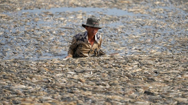 Seorang nelayan mengumpulkan ikan mati dari waduk di provinsi Dong Nai, Vietnam, Selasa (30/4/2-24). [AFP] 