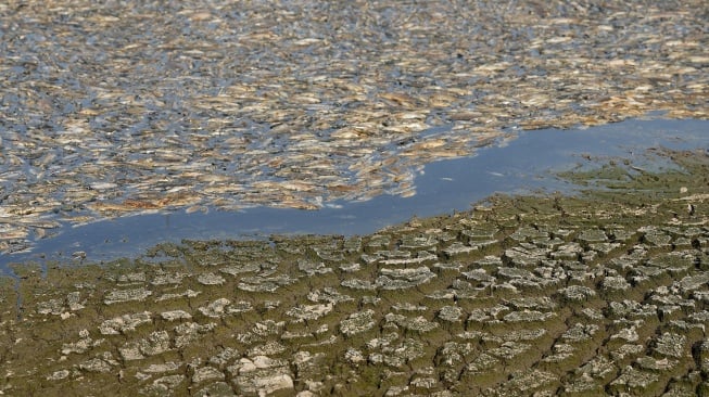 Penampakan ikan mati (atas) dan dasar waduk yang mengering akibat kondisi cuaca panas yang sedang berlangsung di waduk di provinsi Dong Nai, Vietnam, Selasa (30/4/2-24). [AFP] 