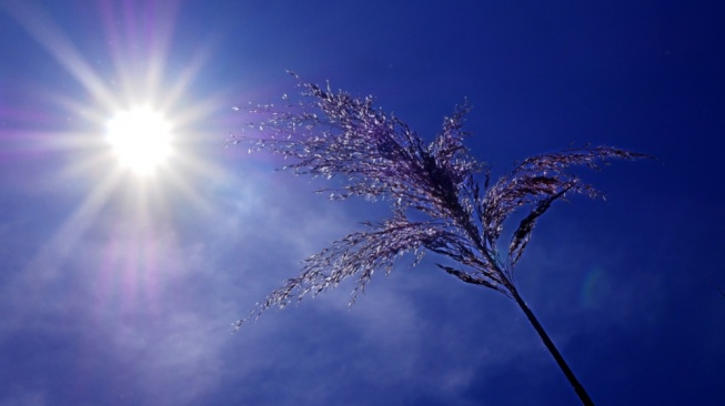 Apa Itu Heatwave? Kenali Penyebab dan Bahaya Fenomena Cuaca yang Diduga Bikin Indonesia Panas