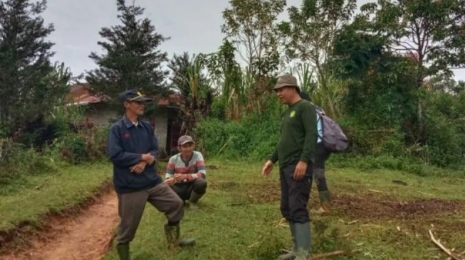 Kerbau Warga Agam Dimangsa Harimau Sumatera, BKSDA Turunkan Tim Tangani Konflik