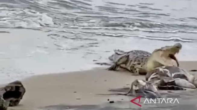 Waspada! Buaya Liar Berukuran 2,5 Meter Muncul di Pantai Bunati Kalsel