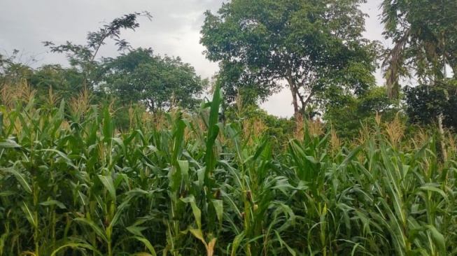 Produksi Jagung di Lampung Diproyeksi Naik pada Tahun 2024