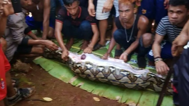 Heboh Video Piton Telan Perempuan Tua, Publik: Salah Ular atau Manusia?