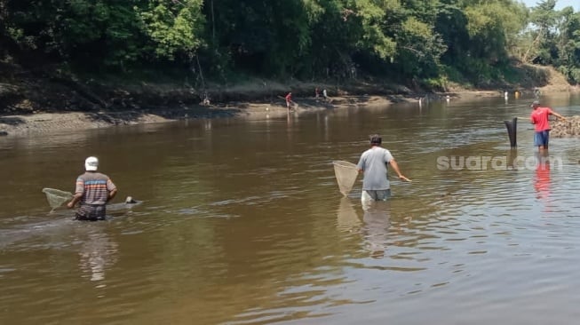 Fenomena Pladu di Sungai Bengawan Solo, Warga Solo dan Sukoharjo Panen Berlimpah