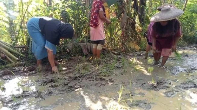 Kritik Pemkab Lebak, Emak-emak Tanam Padi di Jalan Rusak