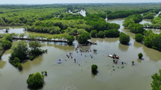 Selamatkan Pesisir Pantura, Eiger Tanam 10.000 Pohon Mangrove