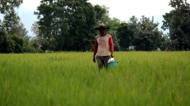 Agar Tidak Gagal Panen, Petani di Lampung Mesti Lakukan Ini