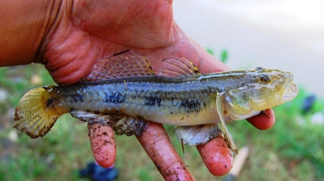 Arti di Balik Ikan Bloso Maskot POPDA XI dan PEPARPEDA VIII Banten