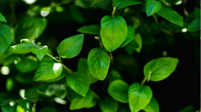 Cara Mudah Membuat Masker Daun Kelor untuk Mencerahkan Kulit