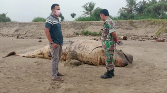 Ditemukan di Pesisir Pantai Lebak Selatan, Ikan Duyun Tewas Terdampar