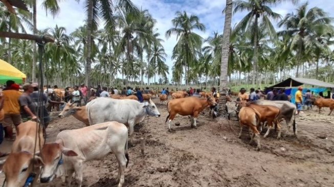 Harga Sapi di Pasar Hewan Gorontalo Mulai Naik