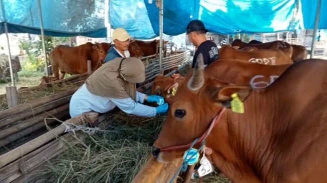 Menyambut Idul Adha, Ini Tata Cara Menyembelih Hewan Kurban Sendiri