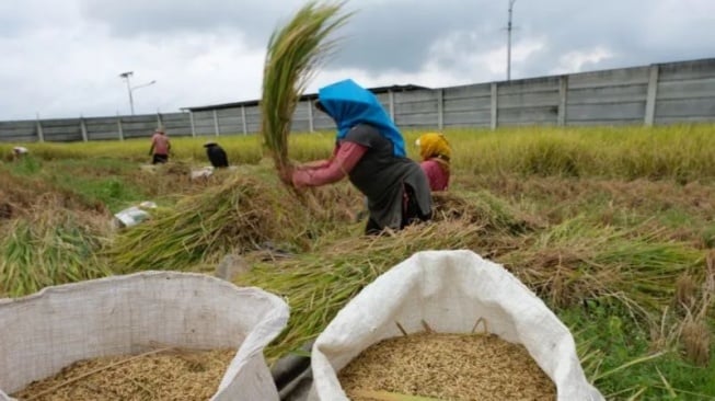 DPKP DIY: Panen Padi Januari-April Capai 411.330 ton, Paling Luas di Kabupaten Gunungkidul