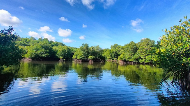 Kembangkan Hutan Mangrove di Bali, PLN Sukses Jaga Lingkungan dan Berdayakan Masyarakat