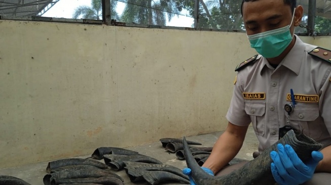 Tidak Ada Dokumen, Puluhan Tanduk Kerbau Disita Petugas Karantina Hewan di Pelabuhan Bakauheni