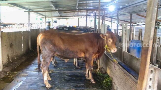 Pedagang merawat sapi kurban di kawasan Karet Tengsin, Jakarta, Kamis (30/5/2024). [Suara.com/Alfian Winanto]