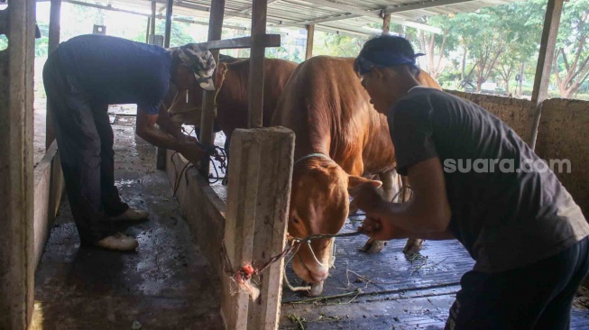 Waspada! Wabah Virus Jembrana Serang Sapi di Padang Pariaman Jelang Idul Adha