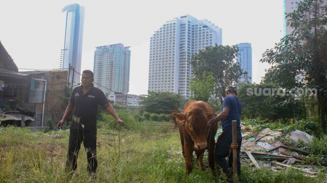 Pedagang merawat sapi kurban di kawasan Karet Tengsin, Jakarta, Kamis (30/5/2024). [Suara.com/Alfian Winanto]