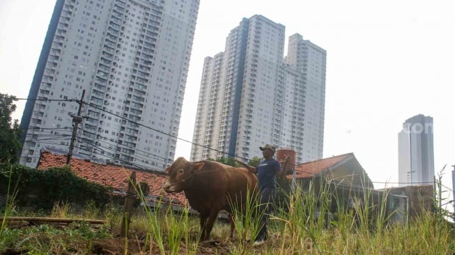 Pedagang merawat sapi kurban di kawasan Karet Tengsin, Jakarta, Kamis (30/5/2024). [Suara.com/Alfian Winanto]