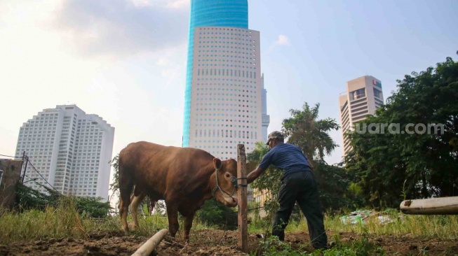 Bacaan Doa Menyembelih Hewan Kurban untuk Orang Lain Beserta Tata Cara Penyembelihan yang Sah