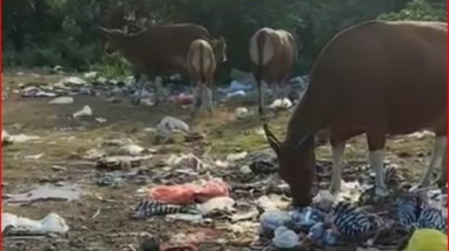 Sapi di Bali Mengais Sampah di Lahan Kosong Jadi Pemandangan yang Miris