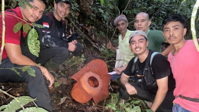 Bunga Rafflesia Mekar Sempurna di Matur Agam, Jenisnya Masih Diteliti BKSDA Sumbar