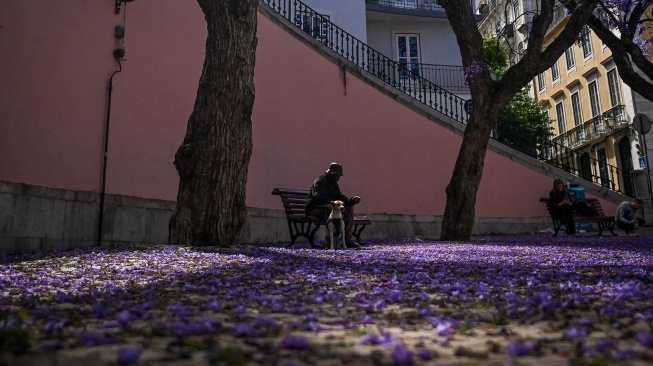 Warga duduk di bangku bersama anjingnya di bawahpohon Jacarandas yang bermekaran di Lisbon, Portugal, Senin (20/5/2024). [PATRICIA DE MELO MOREIRA / AFP]