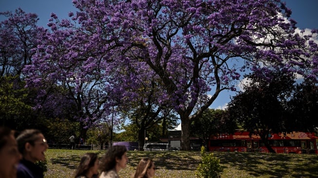 Warga melewati pohon Jacarandas yang bermekaran di Lisbon, Portugal, Senin (20/5/2024). [PATRICIA DE MELO MOREIRA / AFP]
