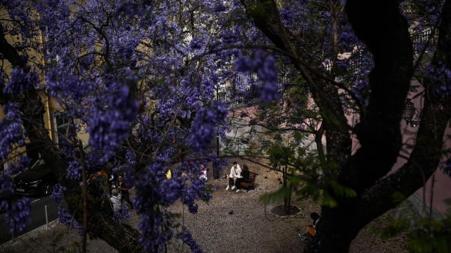 Sepasang turis duduk di bangku di bawah pohon Jacarandas yang bermekaran di Lisbon, Portugal, Senin (20/5/2024). [PATRICIA DE MELO MOREIRA / AFP]