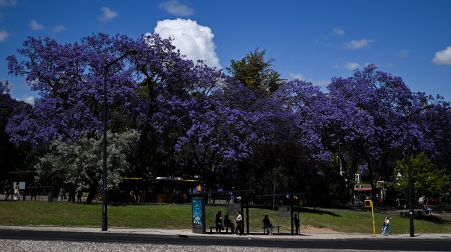 Warga menunggu di halte bus di bawah pohon Jacarandas yang bermekaran di Lisbon, Portugal, Senin (20/5/2024). [PATRICIA DE MELO MOREIRA / AFP]