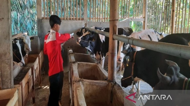 Disnakkan Boyolali Pantau Perdagangan Hewan Kurban, 300 Ekor Sapi dan Kambing Dikirim ke Luar Kota