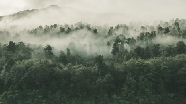 PT Indo Asiana Lestari Milik Siapa? Mau Babat Hutan Adat Papua sampai Muncul Kampanye All Eyes on Papua