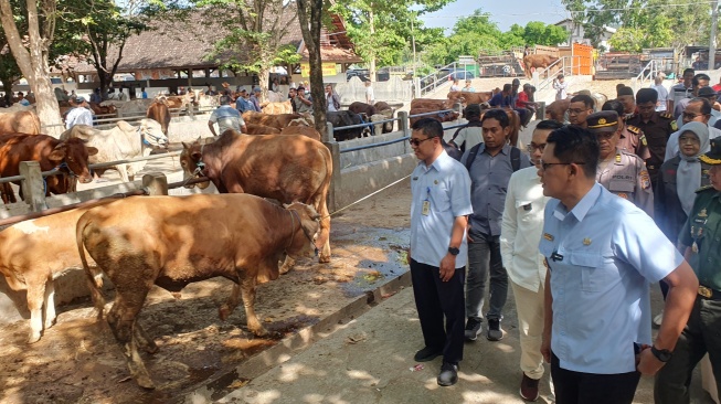 Stok Aman, Harga Sapi di Sleman Naik Rp2 Juta Jelang Idul Adha