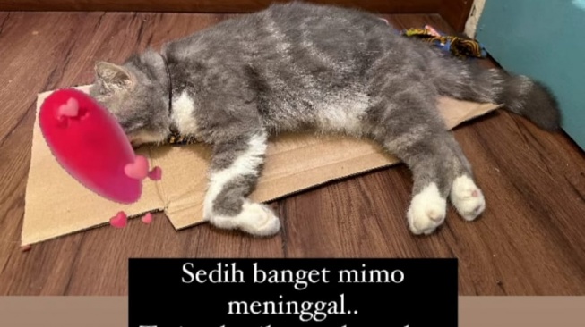 Kucing Fairuz A. Rafiq Meninggal (Instagram/@fairuzarafiq)