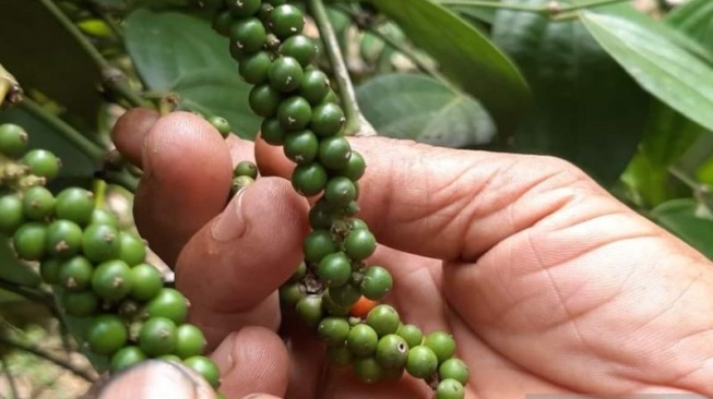 Petani Tersenyum Lebar, Harga Lada di Kalbar Naik Tembus Rp100 Ribu per Kilogram