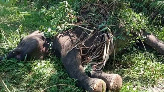 Seekor Gajah Jantan Mati Diduga Tersengat Listrik di Aceh Tengah