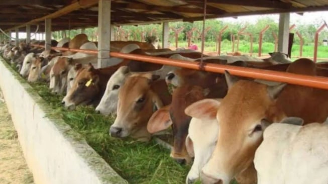 Bolehkah Kurban Sapi Patungan Diniatkan Satu Keluarga? Ustaz Adi Hidayat Beri Pencerahan