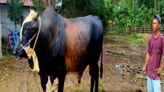 Penampakan Sapi Kurban Presiden Jokowi di Gorontalo