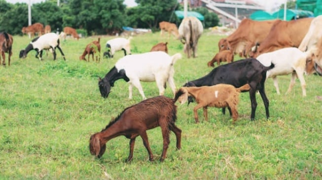 Antara Daging Sapi dan Kambing, Mana yang Lebih Sehat Bila Dikonsumsi?