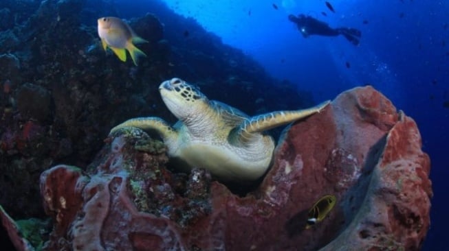 Foto Ini Juara lomba Fotografi Bawah Laut Peringatan Coral Triangle Day 2024